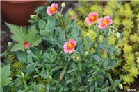 eb9e4f5c-IMG_7082 trajnica.jpg